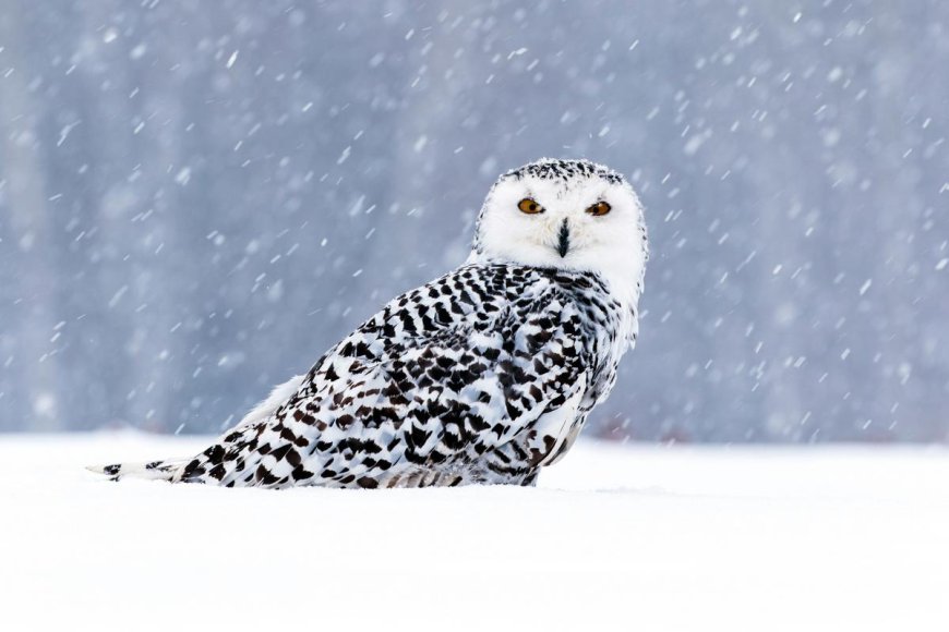 Two Owls, One Day: A Minnesota Woman's Incredible Rescue