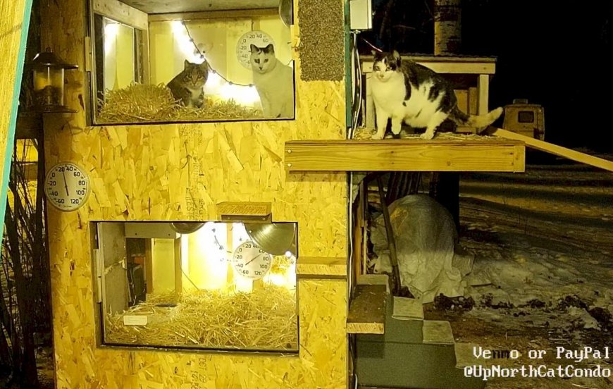 Feral Cat Family in Minnesota Becomes Global YouTube Sensation