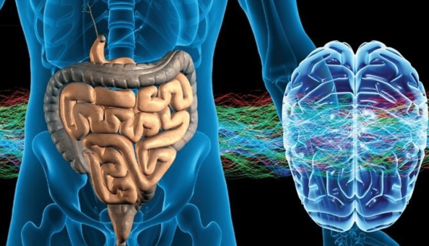 The Gut-Brain Connection: Boost Mental Health Through The Gut