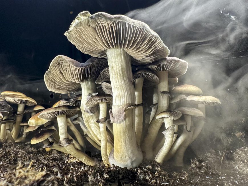 Are Magic Mushrooms Next to be Legalized in Minnesota?