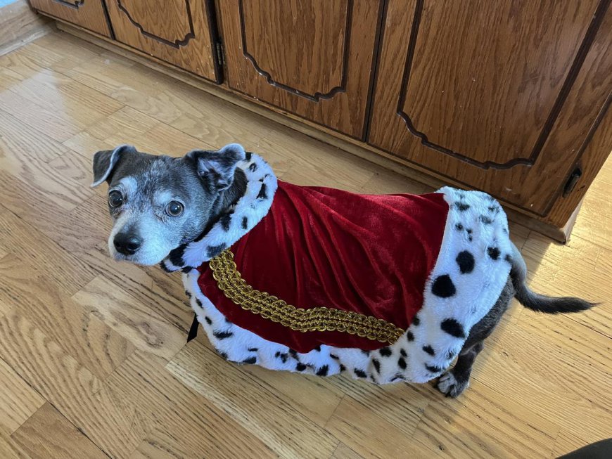 Cheer on Adorable Racers in Doxie Dash At Hockey Game Saturday!