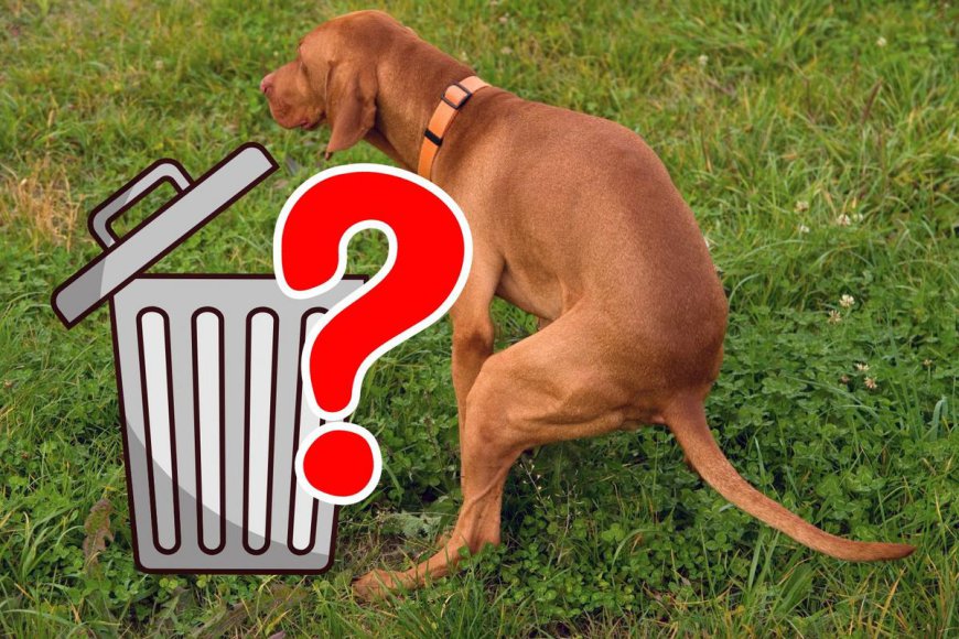 Is It Illegal to Throw Dog Poop In Someone Else's Trash Bin?