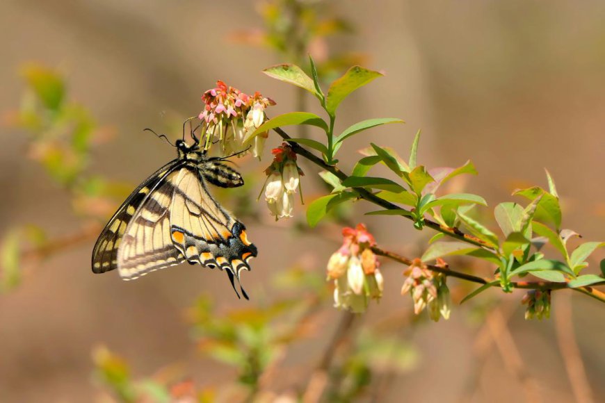 Winter Blues? Get a Head Start on Spring Gardening -Free Event!